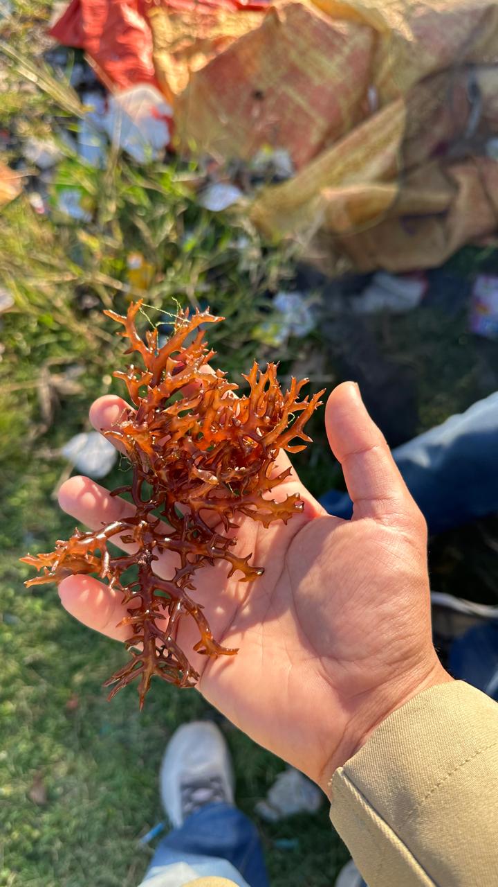 Tambak Rumput Laut Letta